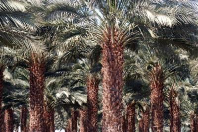 Oasis Negev Hotel Arad Exterior foto